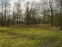 NL, Noord-Brabant, Baarle-Nassau, Kromme Hoek 6, Saxifraga-Jan van der Straaten