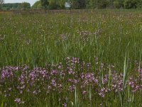 NL, Noord-Brabant, Baarle-Nassau, Raijkens Schoor 2, Saxifraga-Jan van der Straaten