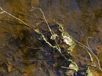 NL, Noord-Brabant, Bergeijk, Beekloop 7, Saxifraga-Marijke Verhagen