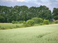 NL, Noord-Brabant, Bergeijk, De Pielis 1, Saxifraga-Tom Heijnen