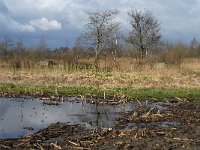 NL, Noord-Brabant, Bergeijk, Enderbeemden 1, Saxifraga-Marijke Verhagen