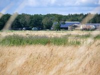 NL, Noord-Brabant, Bergeijk, Keersop near Westerhoven 4, Saxifraga-Tom Heijnen