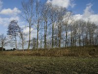 NL, Noord-Brabant, Bergeijk, Liskens 7, Saxifraga-Jan van der Straaten