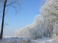 NL, Noord-Brabant, Bergeijk, Liskes 1, Saxifraga-Tom Heijnen