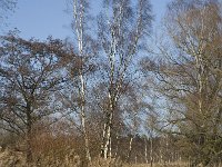 NL, Noord-Brabant, Bergeijk, Liskes Visvijver 1, Saxifraga-Marijke Verhagen