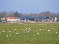 NL, Noord-Brabant, Bergeijk, Maaijerheide 4, Saxifraga-Tom Heijnen