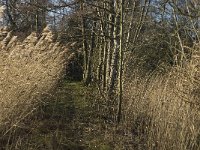 NL, Noord-Brabant, Bergeijk, Pastoorsweijer 4, Saxifraga-Jan van der Straaten