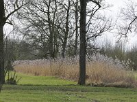 NL, Noord-Brabant, Bergeijk, Pelterheggen in Plateaux-Hageven 1, Saxifraga-Tom Heijnen