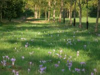 NL, Noord-Brabant, Bergeijk, Pelterheggen in Plateaux-Hageven 2, Saxifraga-Tom Heijnen