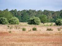 NL, Noord-Brabant, Bergeijk, Weijerkens 1, Saxifraga-Tom Heijnen