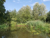 NL, Noord-Brabant, Bladel, Beersbroek 10, Saxifraga-Tom Heijnen