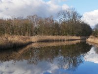 NL, Noord-Brabant, Bladel, Beersbroek 19, Saxifraga-Tom Heijnen