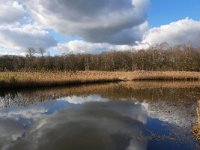 NL, Noord-Brabant, Bladel, Beersbroek 20, Saxifraga-Tom Heijnen