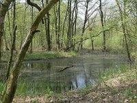 NL, Noord-Brabant, Bladel, Beersbroek 4, Saxifraga-Tom Heijnen