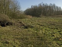 NL, Noord-Brabant, Bladel, Beerze, Westelbeersche Broek 2, Saxifraga-Jan van der Straaten