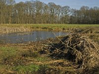 NL, Noord-Brabant, Bladel, Beerze, Westelbeersche Broek 5, Saxifraga-Jan van der Straaten