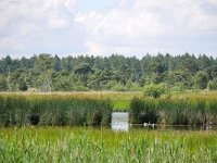 NL, Noord-Brabant, Bladel, Cartierheide 4, Saxifraga-Tom Heijnen