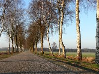 NL, Noord-Brabant, Bladel, De Biezegoren 1, Saxifraga-Tom Heijnen