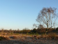 NL, Noord-Brabant, Bladel, De Grijze Steen 1, Saxifraga-Tom Heijnen