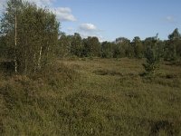 NL, Noord-Brabant, Bladel, Grijze Steen 2, Saxifraga-Jan van der Straaten