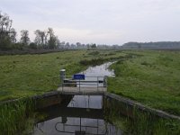 NL, Noord-Brabant, Bladel, Kleine Beerze near Hoogeloons Bosch 1, Saxifraga-Tom Heijnen