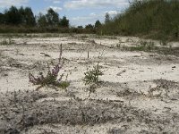 NL, Noord-Brabant, Bladel, Neterselsche Heide 1, Saxifraga-Jan van der Straaten