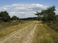 NL, Noord-Brabant, Bladel, Neterselsche Heide 3, Saxifraga-Jan van der Straaten