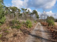 NL, Noord-Brabant, Bladel, Neterselsche Heide 5, Saxifraga-Tom Heijnen