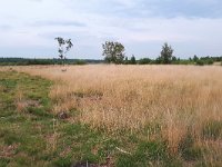 NL, Noord-Brabant, Bladel, Neterselsche Heide 7, Saxifraga-Tom Heijnen