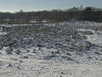 NL, Noord-Brabant, Boxtel, Banisveld 5, Saxifraga-Jan van der Straaten