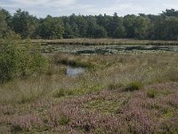 NL, Noord-Brabant, Boxtel, Bosven 3, Saxifraga-Jan van der Straaten