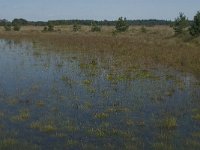 NL, Noord-Brabant, Boxtel, Brandven 18, Saxifraga-Jan van der Straaten