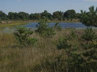 NL, Noord-Brabant, Boxtel, Brandven 5, Saxifraga- Jan van der Straaten