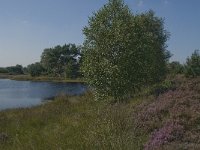 NL, Noord-Brabant, Boxtel, Brandven 8, Saxifraga-Jan van der Straaten