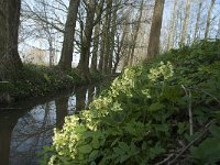 NL, Noord-Brabant, Boxtel, Bundersdijk 7, Saxifraga-Willem van Kruijsbergen