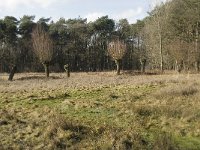 NL, Noord-Brabant, Boxtel, De Geelders 33, Saxifraga-Willem van Kruijsbergen