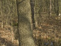 NL, Noord-Brabant, Boxtel, De Geelders 36, Saxifraga-Willem van Kruijsbergen