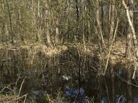 NL, Noord-Brabant, Boxtel, De Geelders 40, Saxifraga-Willem van Kruijsbergen