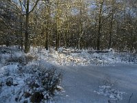 NL, Noord-Brabant, Boxtel, De Geelders 6, Saxifraga-Jan van der Straaten