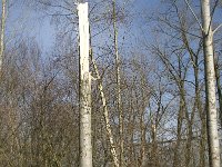 NL, Noord-Brabant, Boxtel, De Scheeken 26, Saxifraga-Willem van Kruijsbergen