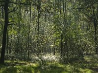 NL, Noord-Brabant, Boxtel, Fransman 4, Saxifraga-Jan van der Straaten