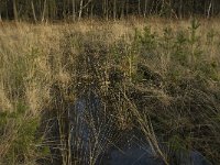 NL, Noord-Brabant, Boxtel, Het Speet 12, Saxifraga-Jan van der Straaten