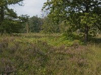 NL, Noord-Brabant, Boxtel, Het Speet 27, Saxifraga-Jan van der Straaten