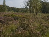 NL, Noord-Brabant, Boxtel, Het Speet 33, Saxifraga-Jan van der Straaten