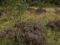 NL, Noord-Brabant, Boxtel, Het Speet 33, Saxifraga-Marijke Verhagen