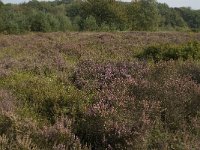 NL, Noord-Brabant, Boxtel, Het Speet 35, Saxifraga-Jan van der Straaten