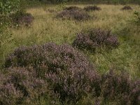 NL, Noord-Brabant, Boxtel, Het Speet 37, Saxifraga-Marijke Verhagen