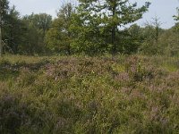 NL, Noord-Brabant, Boxtel, Het Speet 40, Saxifraga-Jan van der Straaten