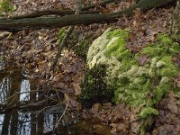 NL, Noord-Brabant, Boxtel, Het Speet 8, Saxifraga-Jan van der Straaten