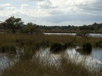 NL, Noord-Brabant, Boxtel, Huisven 1, Saxifraga-Marijke Verhagen